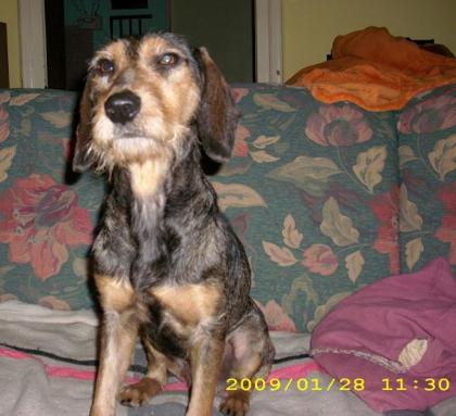 Barney sucht Dringend ein neues zuhause