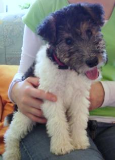 Süßer kleinbleibender welpe Foxterrier-mischling