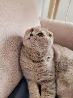 Kater sucht liebevolle Familie