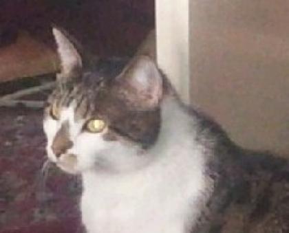 Katzensitter in Bonn