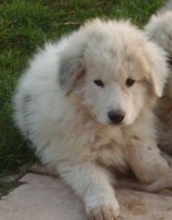 Französicher Hirtenhund Pyränenhund