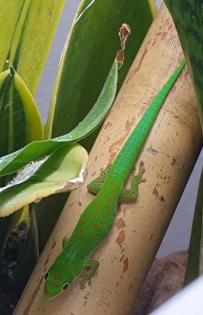 Phelsuma pasteuri Taggeckos