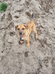 Aussiedor Mix Welpen suchen ab sofort ein zuhause