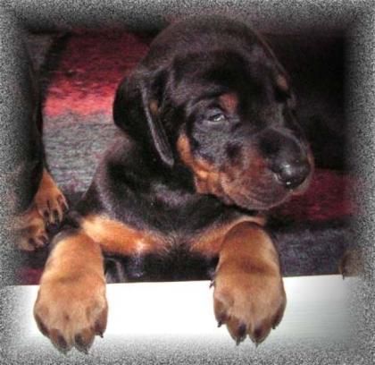 Dobermannwelpen Dobermann