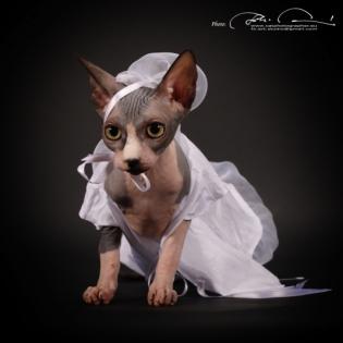 Sphynx Kitten zum verkaufen.