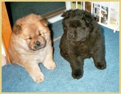 Chow-Chow Welpen abzugeben FCI/VDH Papiere