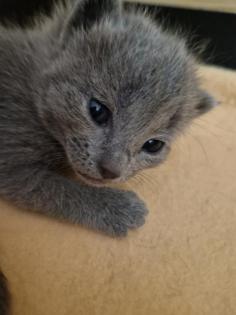 Russisch Blau Kitten mit Stammbaum
