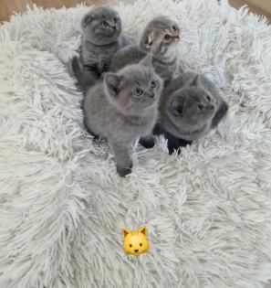 Kitten bkh britisch kurz