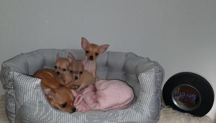 Zuckersüßer chihuahua rüde Abgabebereit
