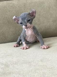 Elf Sphynx und Sphynx Kitten