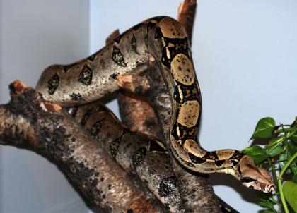 2 Boa constrictor abzugeben
