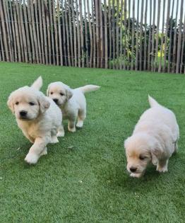 Wunderschöne reinrassige Golden Retriever Welpen