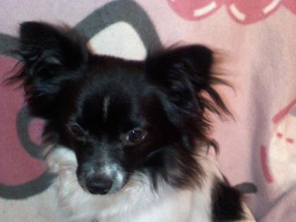 Süßer langHaar Chihuahua bietet sich als Deckrüde an