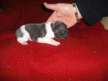 Gefleckter French Bully