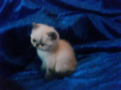 Allerliebste Perser Exotic Babys