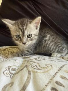 Noch 3 süße BKH Kitten suchen ab Anfang September ein neues zu Hause