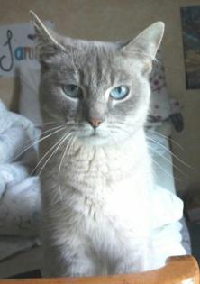 Wunderschöne Ragdoll Katze abzugeben