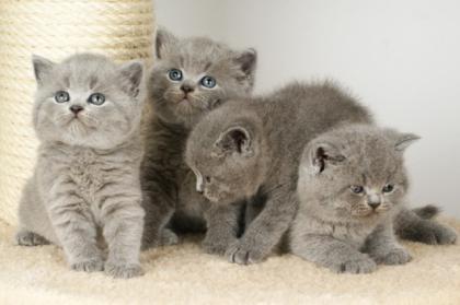 Britisch Kurzhaar Babys in blau