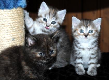 Wunderschöne Persermix Kitten Kätzchen suchen ein neues Zuhause