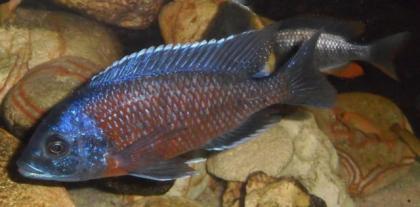 Copadichromis borleyi Kadango Red Fin
