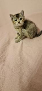 BKH Kitten suchen ein liebevolles neues Zuhause