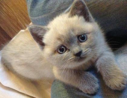 BKH Kitten Kartäuser blau und blue point