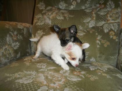 Langhaar Chihuahua Welpen