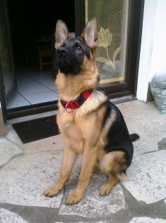 Auf Favoritenliste setzen Eros ein süßer Schäferhund sucht neues Zuhause NUR I