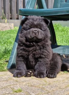 Schwarze Chow Chow Welpen