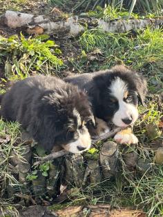 Berner Sennen Welpen