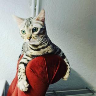 Jay jay Xxl Spottet Tabby Silber Bengaldame Zuchtzulassung 1. 5 Jahre alt