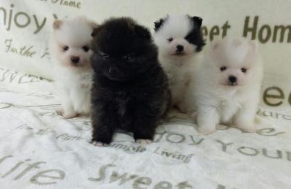 Pomeranianhündinnenwelpe black with white markings
