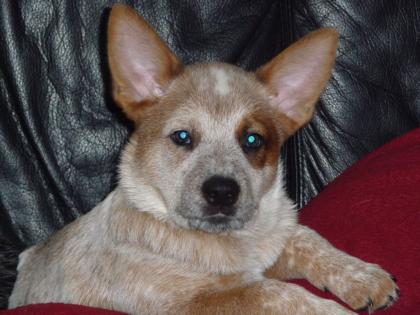 Wunderschöner Cattle Dog Welpe