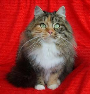 Sibirische Katze