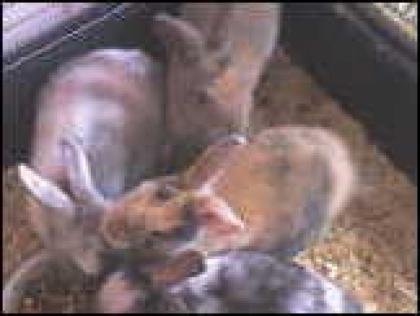 4 süße Hasenbabys zu verkaufen