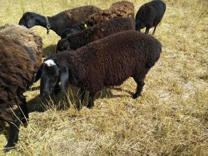 Hissar - Fettsteiß - Schafe Bock Nutztiere