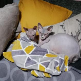 Don Sphynx und Canadian Sphynx aus privaten Gründen abzugeben