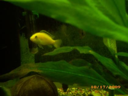 Habe schöne yellows