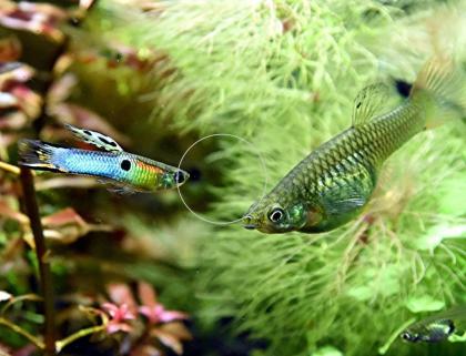 Japan Blue, Endler, RARITÄT, reinerbig, Versand