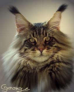Traumhafte Maine Coon Kitten der Extra Klasse