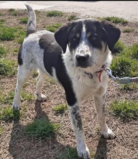 Pongo sucht dringend Pflegestelle oder Endstelle