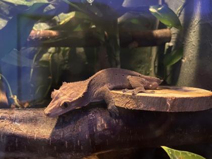 Terrarium und Kronengecko mit komplettem Zubehör