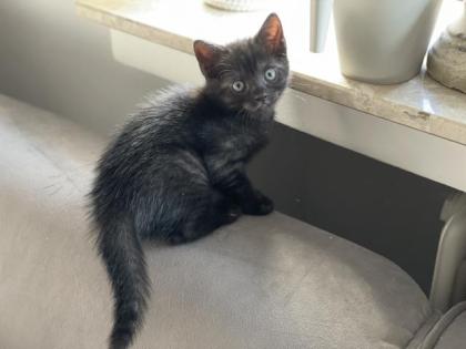 Wunderschöne Babykatzen/Kitten