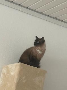 Heilige Birma-Siam Katzen Dame