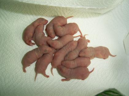 Rattenbabys am 28. 6. abzugeben