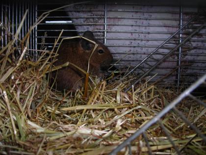 Degu weiblich, 3 Jahre alt sucht dringend neues Zuhause