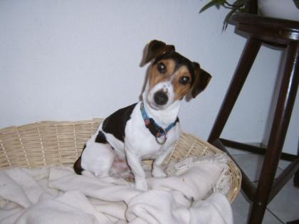 Jack Russell Terrier Deckrüde