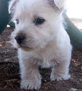 Westie Welpen aus liebevoller Familienaufzucht