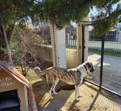 Leila sucht ihr zu Hause