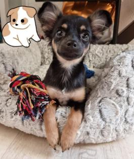 Süßer Chihuahua Welpe